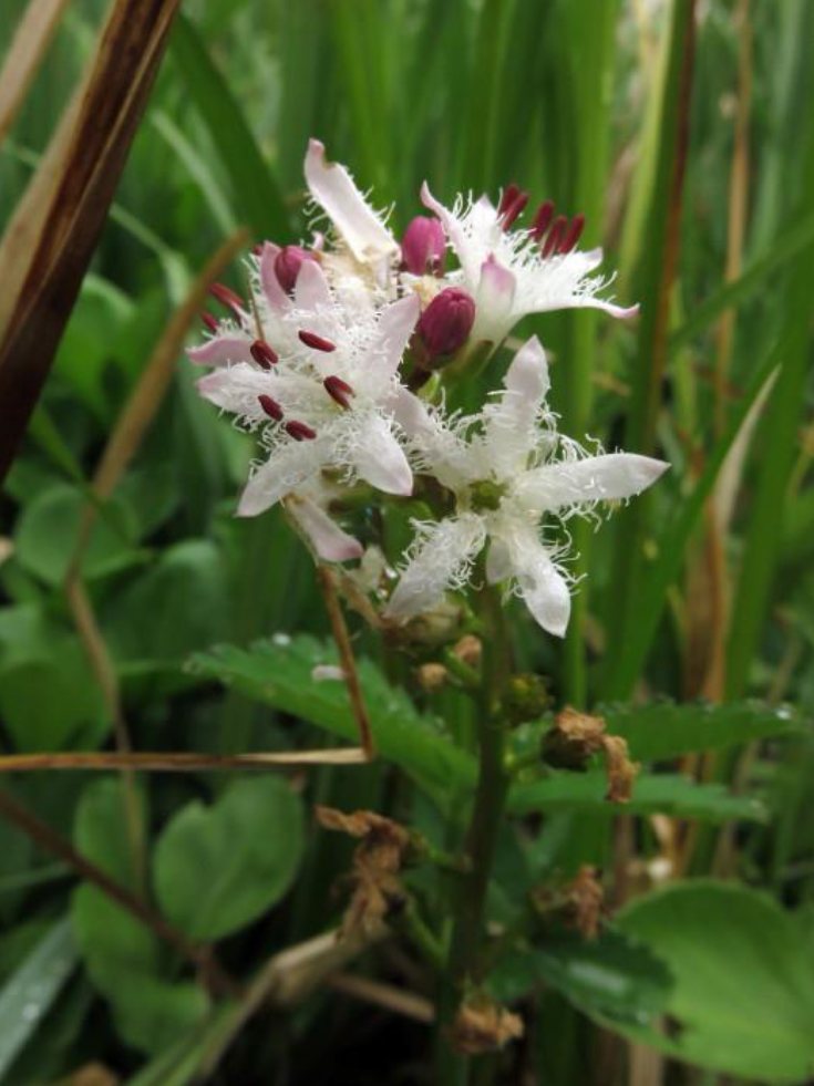 Bloemen van Waterdrieblad