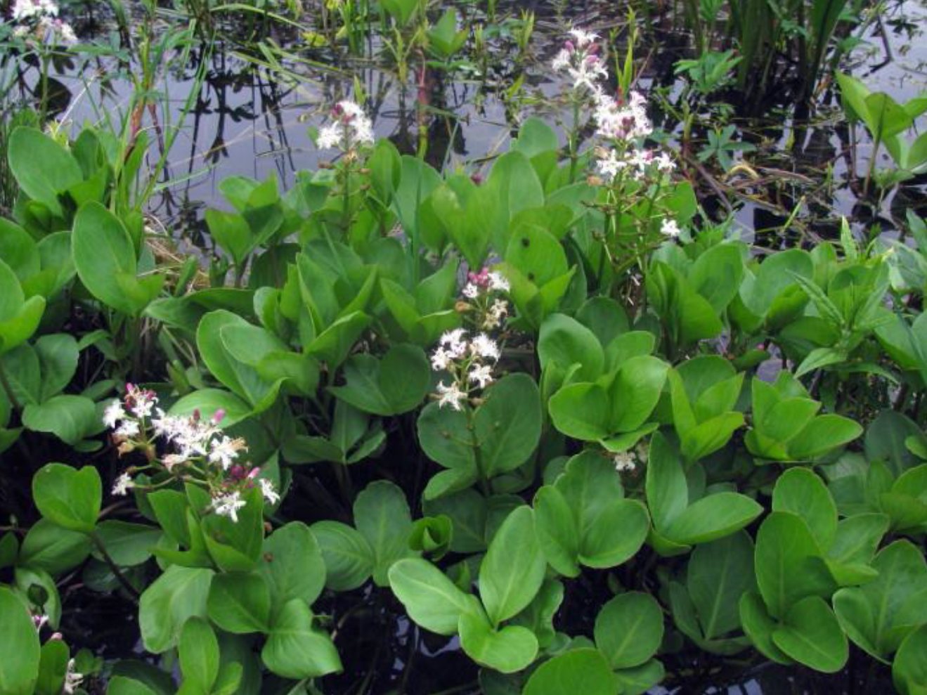 Waterdrieblad