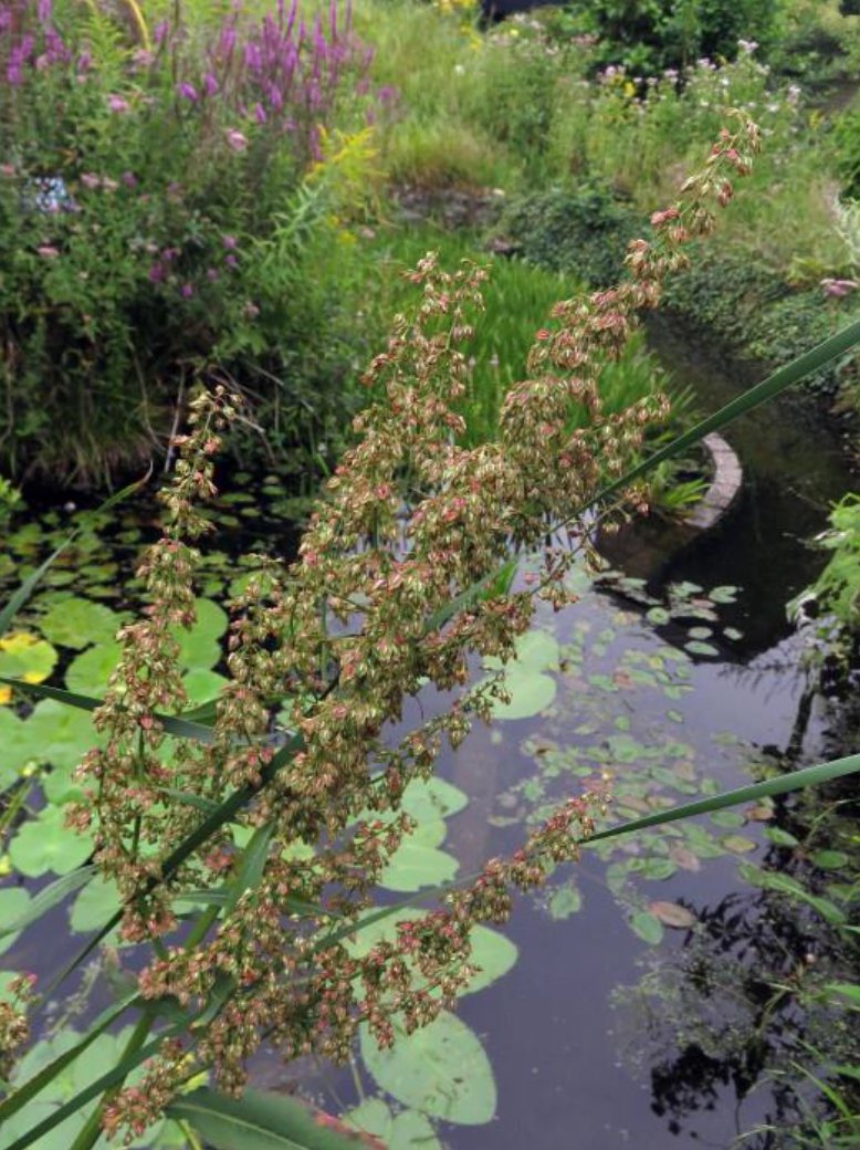 Bloeistengel van Waterzuring